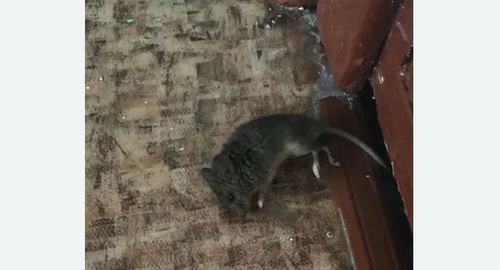 Дезинфекция от мышей в Романовке